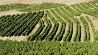 Tembok Hijau China, Proyek Rekayasa Ekologis Terbesar Dunia