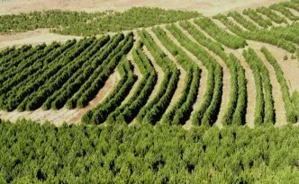 Tembok Hijau China: Proyek Rekayasa Ekologis Terbesar Dunia untuk Menahan Gurun Gobi dan Kontroversi Monokultur Pohon Tembok Hijau China, Proyek Rekayasa Ekologis Terbesar Dunia