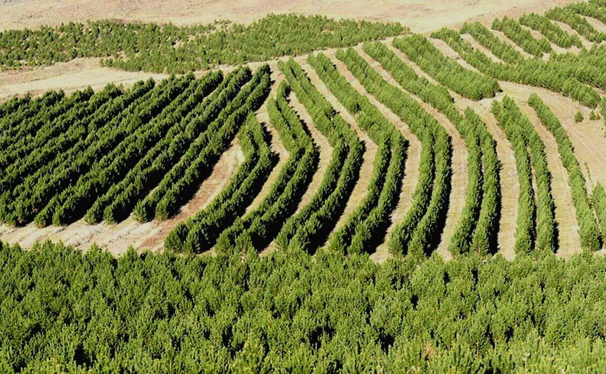 Tembok Hijau China: Proyek Rekayasa Ekologis Terbesar Dunia untuk Menahan Gurun Gobi dan Kontroversi Monokultur Pohon Tembok Hijau China, Proyek Rekayasa Ekologis Terbesar Dunia