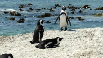 Foto pinguin afrika