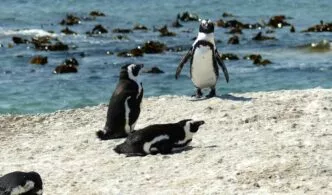 Foto pinguin afrika