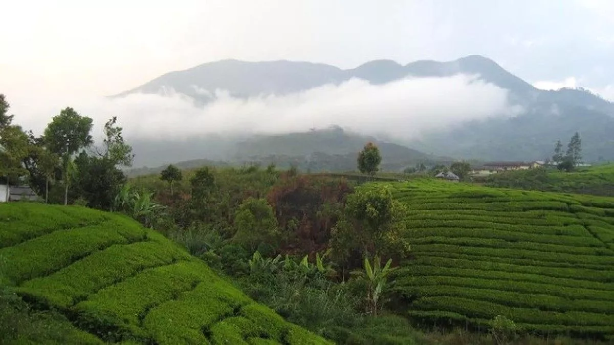 Gunung Talang di Sumbar Naik ke Level Waspada Usai Gempa M4,7, PVMBG Minta Warga Jauhi Kawah Status Gunung Talang naik level II waspada
