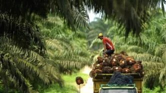 Dedi Mulyadi Hentikan Rencana Penanaman Sawit di Lereng Gunung Ciremai