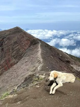 Fenomena Anjing Pendaki Gunung Agung, Setia Ikut Pendaki Tanpa Disuruh