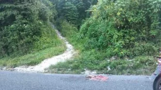 Bangkai hewan terlindas diduga harimau sumatera