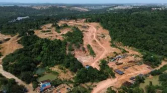 Hutan lindung tanjung kasam batam keulauan riau gundul hampir 20 hektar