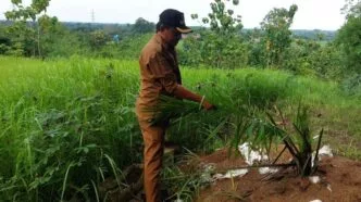 Lahan sawit bisa mengejutkan ya