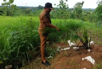 Lahan sawit bisa mengejutkan ya