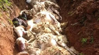Puluhan domba mati dengan bekas gigitan di leher