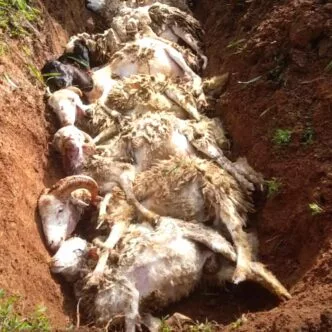 Puluhan domba mati dengan bekas gigitan di leher