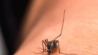 Singapura Buktikan Nyamuk Wolbachia Efektif Reduksi Kasus Dengue