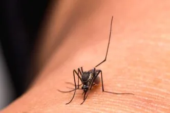 Singapura Buktikan Nyamuk Wolbachia Efektif Reduksi Kasus Dengue