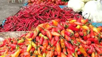 Harga cabai melambung