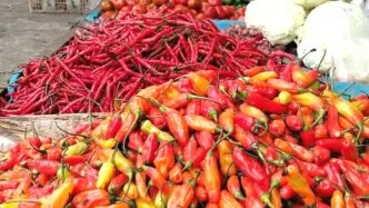 Harga cabai melambung