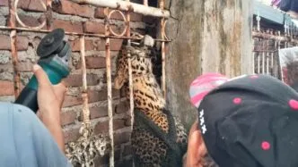 Macan tutul masuk ke pemukiman warga di bandung