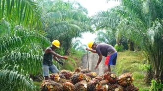 Pekerja industri sawit indonesia