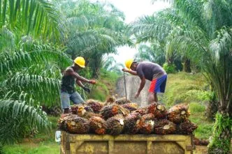 Pekerja industri sawit indonesia
