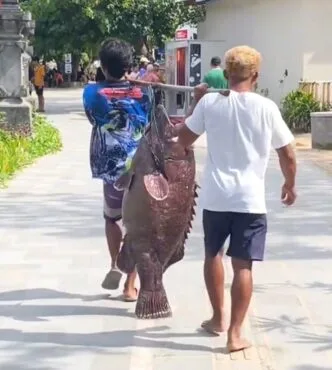 Ikan Kerapu Raksasa Diangkut Jalan Kaki di Sanur, Netizen Sebut Pemandangan Langka Pemandangan Langka di Sanur, Ikan Kerapu Jumbo Diangkut Jalan Kaki