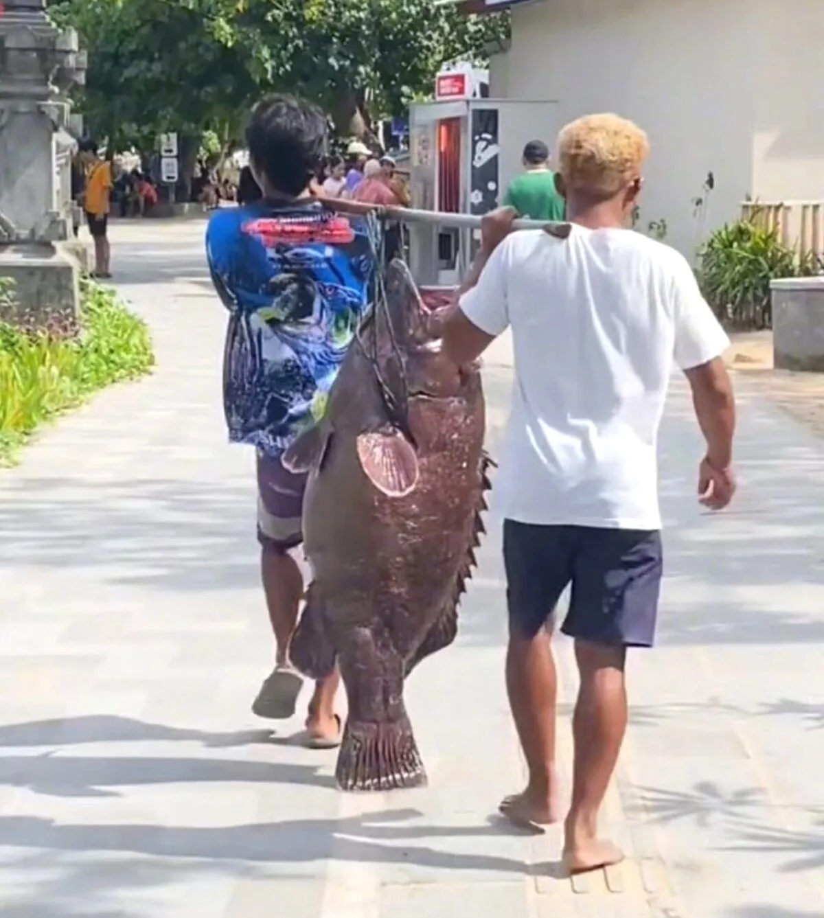 Ikan Kerapu Raksasa Diangkut Jalan Kaki di Sanur, Netizen Sebut Pemandangan Langka Pemandangan Langka di Sanur, Ikan Kerapu Jumbo Diangkut Jalan Kaki