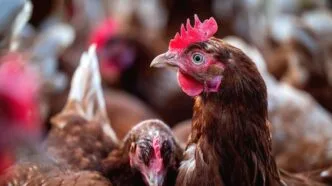 Ilustrasi unggas dari indonesia