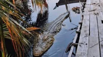 20 Persen Perbatasan Masih Terbuka, India Usulkan Pengamanan dengan Predator