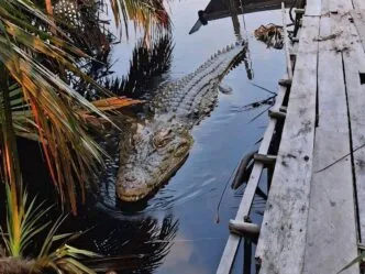 20 Persen Perbatasan Masih Terbuka, India Usulkan Pengamanan dengan Predator