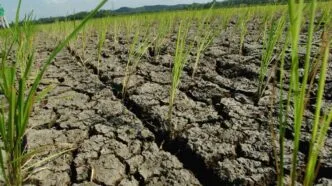 BMKG hingga NOAA Ungkap Potensi El Niño 2026, Ini Skenario Terburuknya