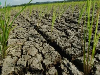 BMKG hingga NOAA Ungkap Potensi El Niño 2026, Ini Skenario Terburuknya