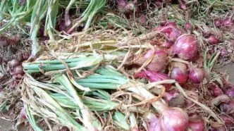 Efek MBG Luar Biasa, Hasil Panen Sayur di Boyolali Melonjak Tajam