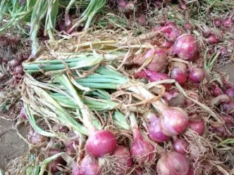 Efek MBG Luar Biasa, Hasil Panen Sayur di Boyolali Melonjak Tajam