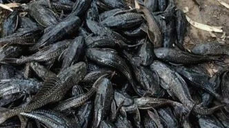 Jakarta Berantas 68.880 Ikan Sapu sapu dalam Sehari, Ini Dampak dan Risikonya