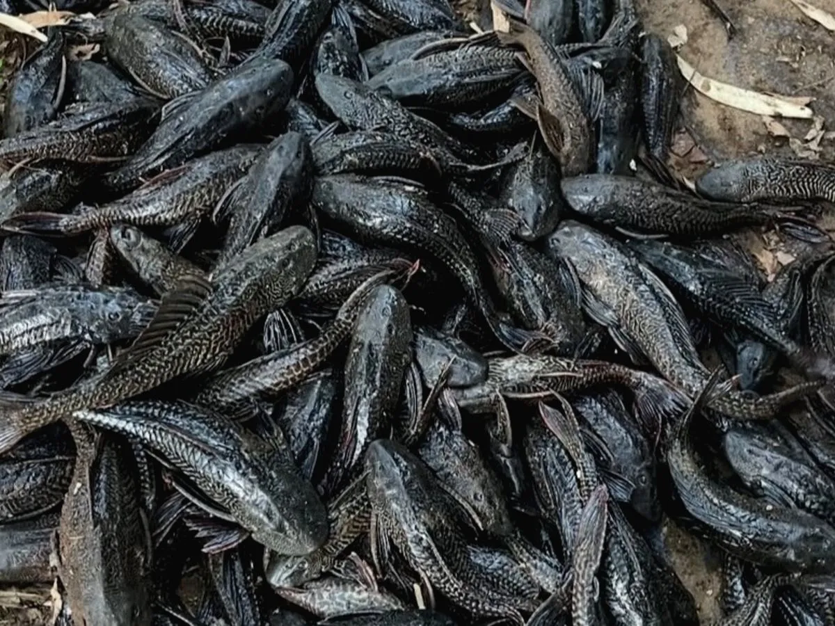 68 Ribu Ikan Sapu-sapu Dimusnahkan di Jakarta, Beratnya Hampir 7 Ton Jakarta Berantas 68.880 Ikan Sapu sapu dalam Sehari, Ini Dampak dan Risikonya