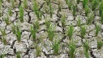 Kemarau 2026 Diprediksi Lebih Kering, BMKG Ingatkan Risiko Kekeringan dan Kebakaran