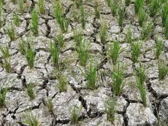 Kemarau 2026 Diprediksi Lebih Kering, BMKG Ingatkan Risiko Kekeringan dan Kebakaran