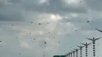 Kemunculan Kawanan Lebah di Tol Bali Mandara Bikin Heboh, Ini Penyebabnya