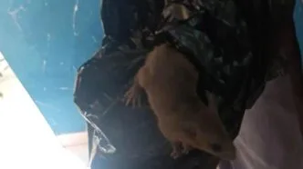 Video Viral Tikus di Boks MBG SMKN 8 Semarang, SPPG Minta Maaf dan Ganti Makanan
