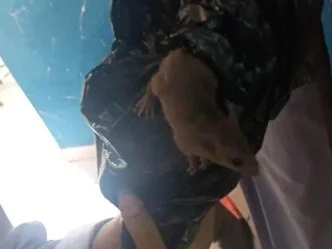 Video Viral Tikus di Boks MBG SMKN 8 Semarang, SPPG Minta Maaf dan Ganti Makanan