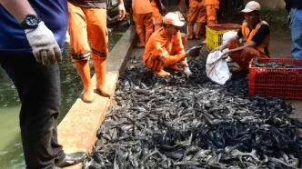 Penangkapan ikan sapu sapu secara masal