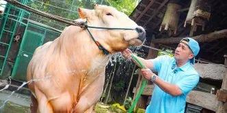 Irfan hakim sapi kurban prabowo