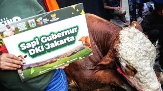 Sapi gubernur