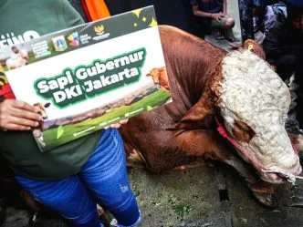 Polemik Tradisi Sapi Kurban APBN: Kalau Pakai Uang Negara Sebutannya Kurban Presiden, Kurban Gubernur atau Lembaga Lainnya Sapi gubernur