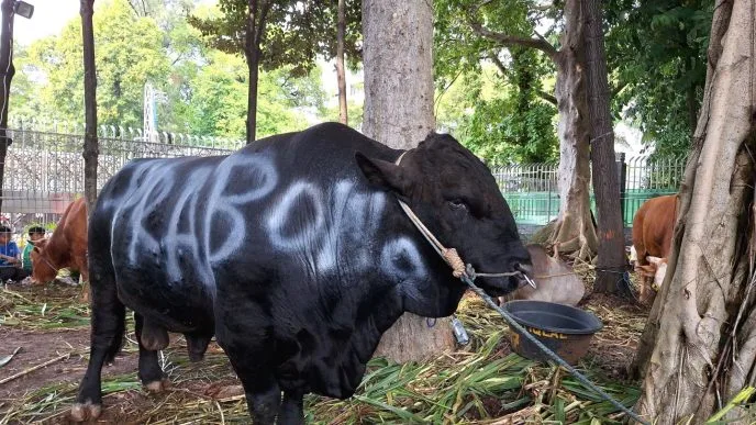 Sapi prabowo