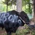 Sapi prabowo