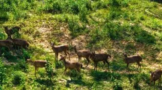 Satwa Liar Kembali ke Kawasan IKN, Beruang Madu dan Lutung Merah Terekam di Hutan Nusantara Beruang Madu hingga Rusa Sambar Kembali Muncul di IKN, Tanda Ekosistem Mulai Pulih