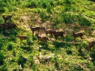 Beruang Madu hingga Rusa Sambar Kembali Muncul di IKN, Tanda Ekosistem Mulai Pulih