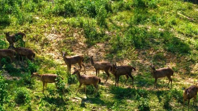 Satwa Liar Kembali ke Kawasan IKN, Beruang Madu dan Lutung Merah Terekam di Hutan Nusantara Beruang Madu hingga Rusa Sambar Kembali Muncul di IKN, Tanda Ekosistem Mulai Pulih