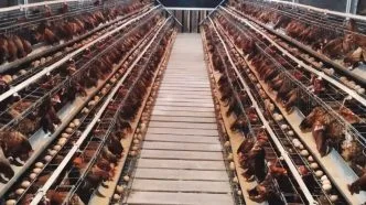 Harga Telur Terpuruk, Kementan Minta BGN Perbanyak Serapan untuk Program MBG Telur Ayam Murah di Tingkat Peternak, Pemerintah Dorong Pembelian Lewat Makan Bergizi Gratis