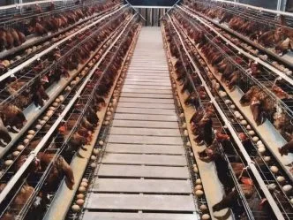 Telur Ayam Murah di Tingkat Peternak, Pemerintah Dorong Pembelian Lewat Makan Bergizi Gratis