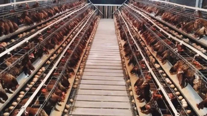 Harga Telur Terpuruk, Kementan Minta BGN Perbanyak Serapan untuk Program MBG Telur Ayam Murah di Tingkat Peternak, Pemerintah Dorong Pembelian Lewat Makan Bergizi Gratis
