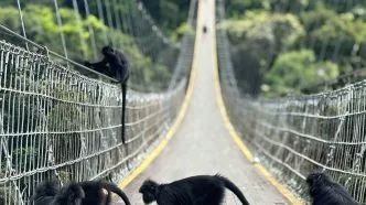 Lutung jawa jembatan situ gunung